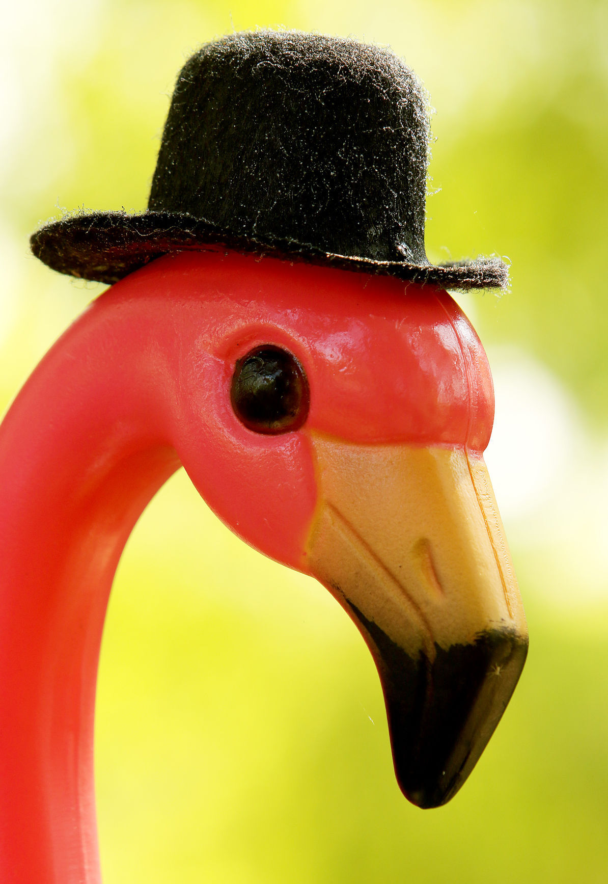 081318-qct-fea-flamingos-007